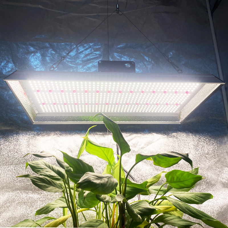 Lampe de culture à LED horticole 200w pour plantes tropicales