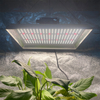 Horticulturel 100W LED Cultiver la lumière pour les piments