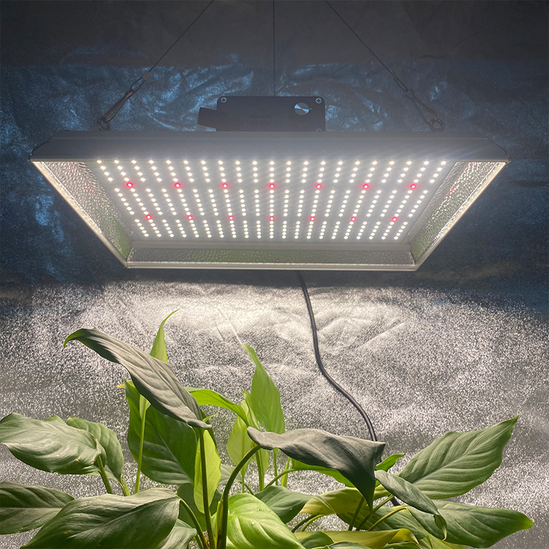 Lampe de culture à LED horticole 100w pour plantes tropicales