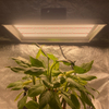 Low Energy Garden LED Cultiver la lumière pour les plantes tropicales