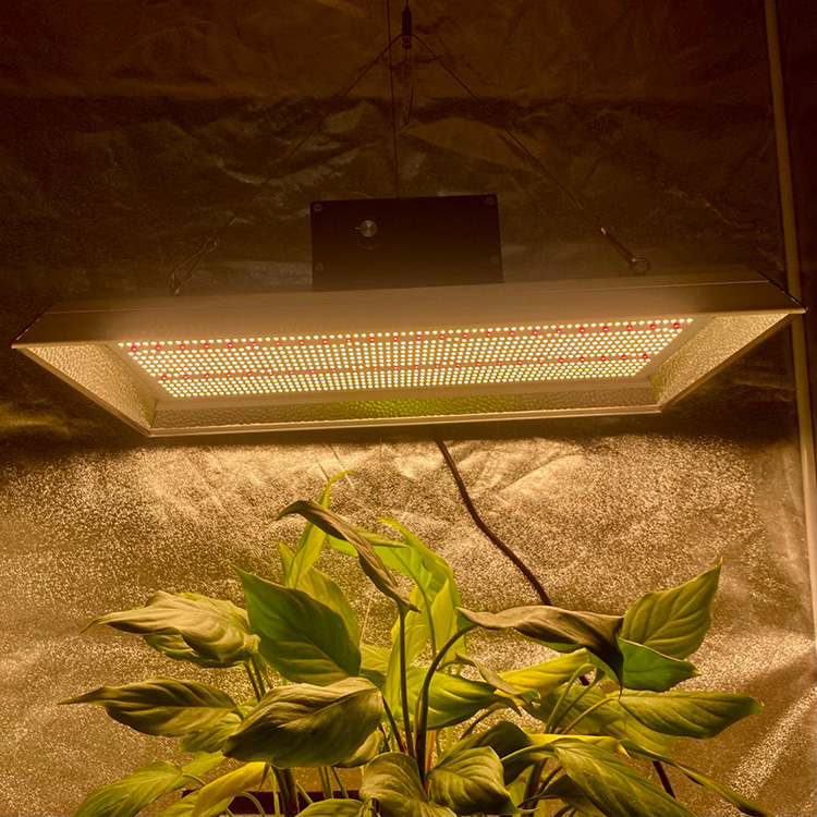 Led Spectrum complet de la plus haute Spectrum Full Grow Light pour les tomates