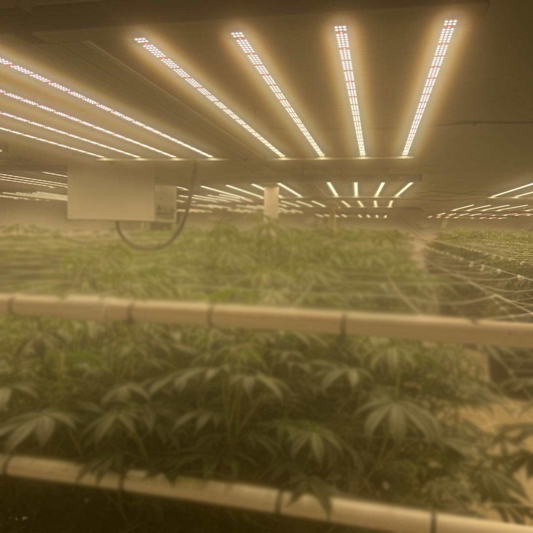 Greenhouse 1000W LED Cultiver la lumière pour les légumes