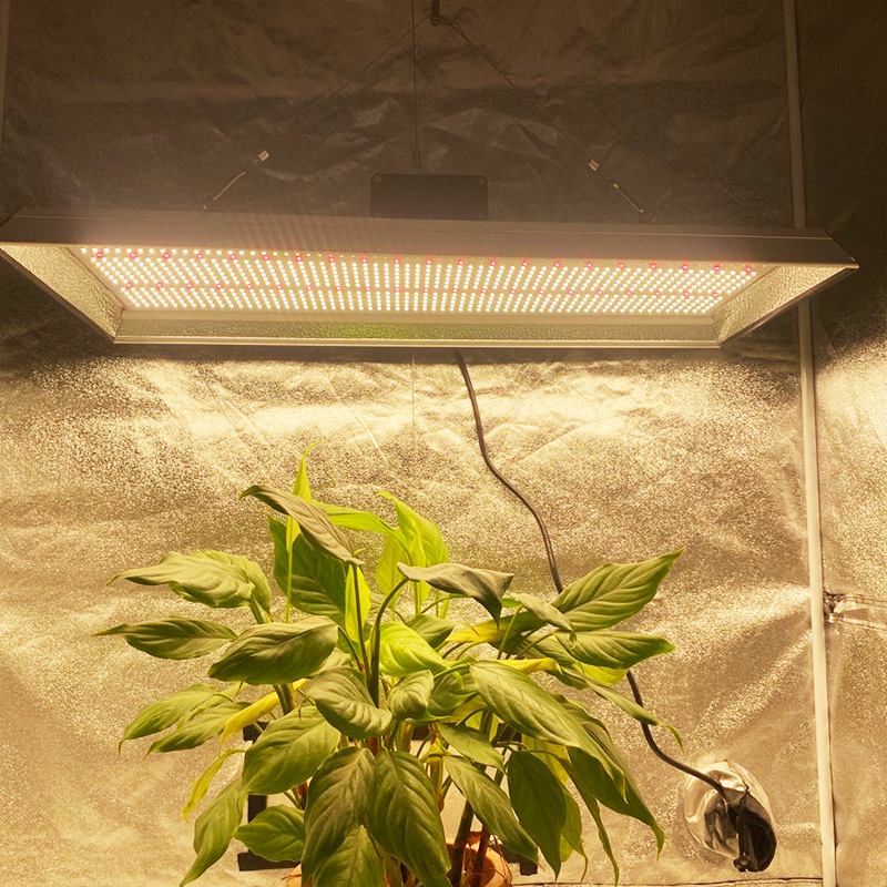 Plante 300w Led élèvent la lumière pour les plantes succulentes