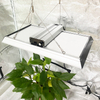 Lampe de culture à faible consommation d'énergie pour les tomates