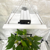 Horticulturel 100W LED Cultiver la lumière pour les plantes de pot
