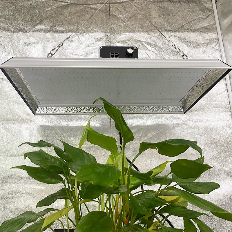 Lampe de culture à LED hydroponique 200w pour plantes tropicales