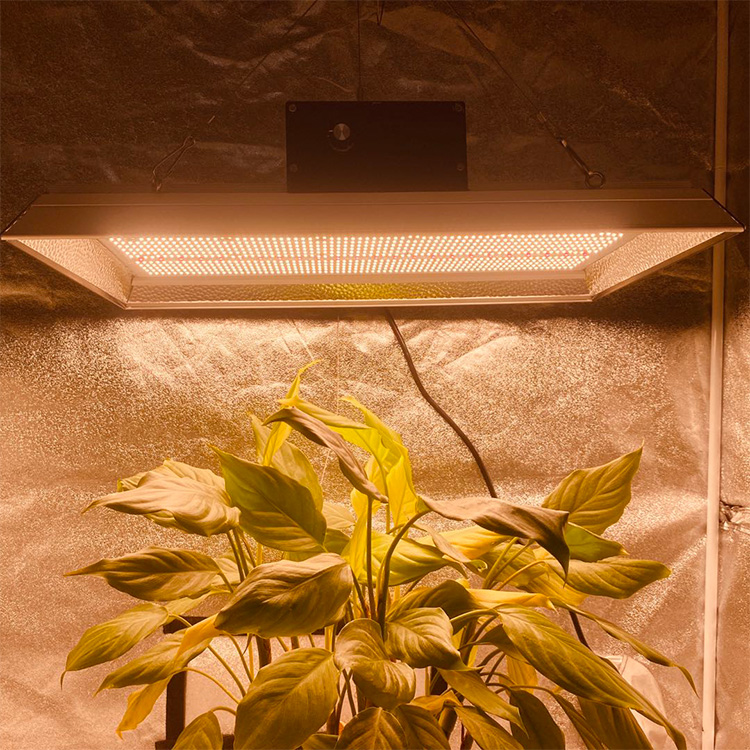 Hydroponic Hydroponic LED Cultiver la lumière pour les tomates